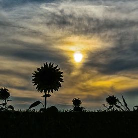 Op een warme zomer avond von Ruud Keijmis