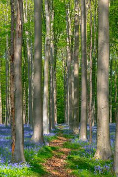 Hallerbos by tim christiaens