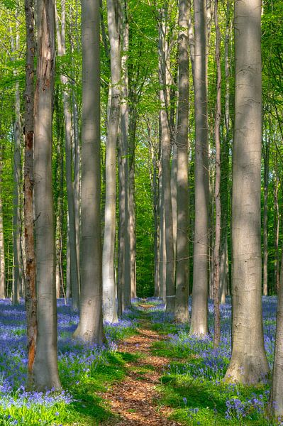 Hallerbos von tim christiaens
