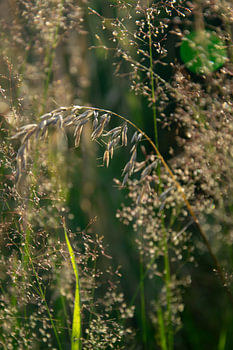 Tenderness in the meadow