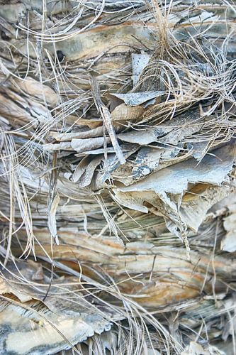 Natuurlijke Structuren