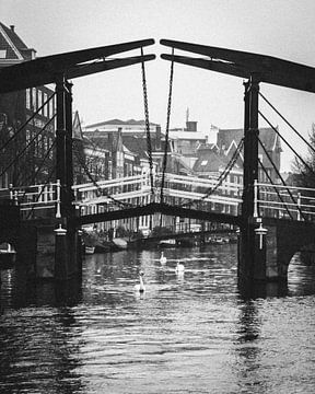 Leiden bridge in Grayscale: Swans Beneath the Kerkbrug by AVP Stock