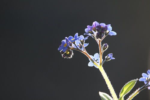 Verlichte vergeet-me-niet bloemen, op zwart