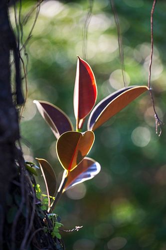 Exotic plant in the jungle