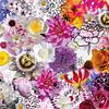 Blume Explosion | Bild Muster von Yvonne Warmerdam