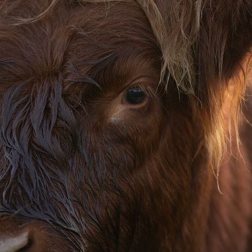 Schottischer Highlander