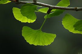 ginkgo by Meleah Fotografie