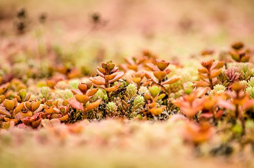 Overgrown roof with sedum