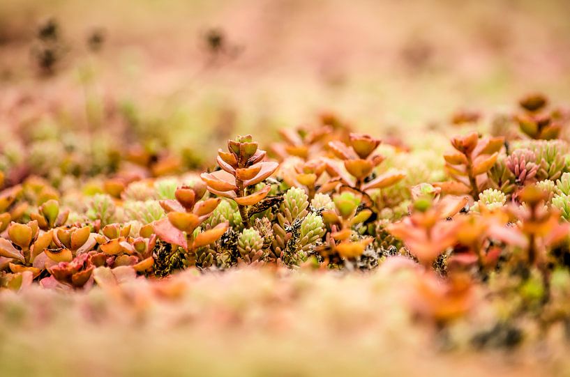 Gewachsenes Dach mit Sedum von Frans Blok