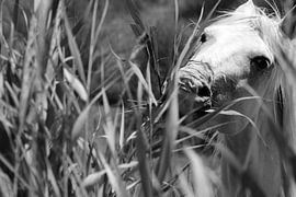 CAMARGUE - HORSES 5 by Miroslav Ptacek