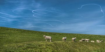 Schafe auf dem Deich in der Nähe des friesischen Weilers Koehoal von Harrie Muis