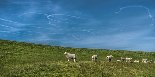 Sheep on the dike near the Frisian hamlet Koehoal