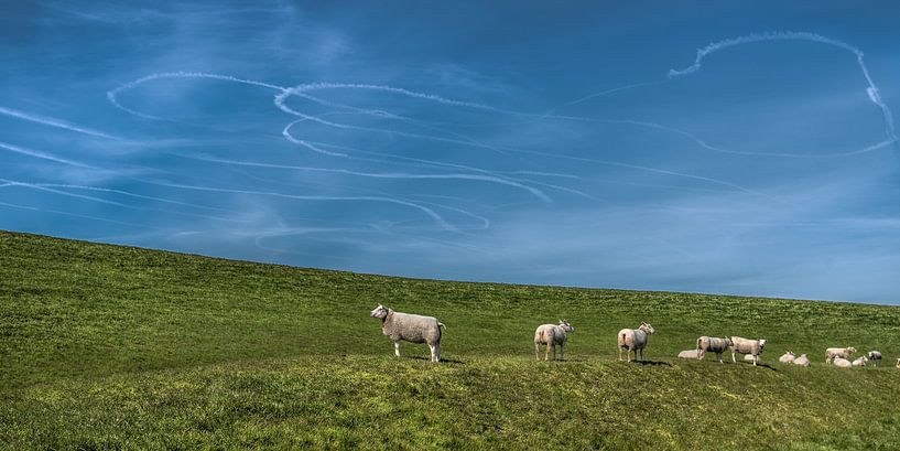 Schafe auf dem Deich in der Nähe des friesischen Weilers Koehoal von Harrie Muis