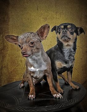 Two small chihuahua dogs by Egon Zitter