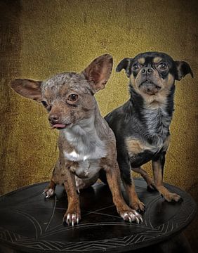 Twee kleine chihuahua's van Egon Zitter