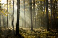 Fairy forest in de mist in de herfst van Sara in t Veld Fotografie thumbnail