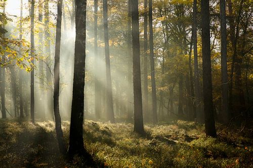 Fairy forest in de mist in de herfst