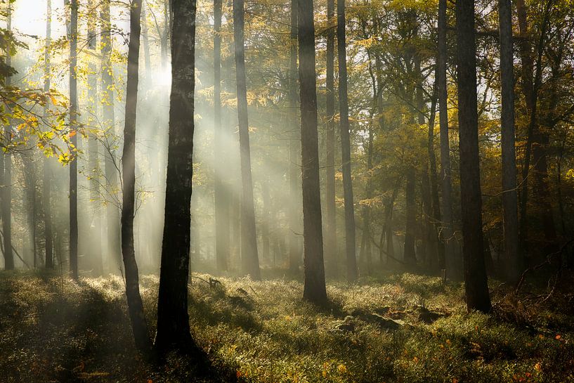 Fairy forest in de mist in de herfst van Sara in t Veld Fotografie