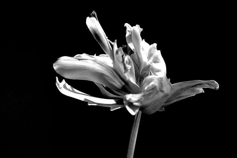 Zwart-Wit Tulp van Alice Sies
