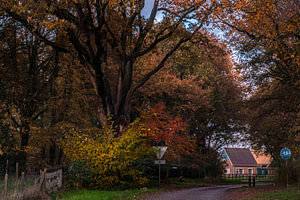 Herbst in Drente mit schönen Farben und Blättern