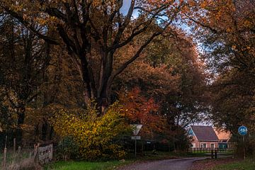Herfst in Drente met mooie kleuren en bladeren van Brian Morgan