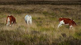 Three times cow buttocks just a little different by Miny'S