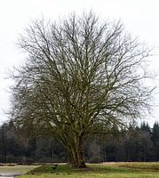 Un beau grand arbre sur le camp de Westerbork