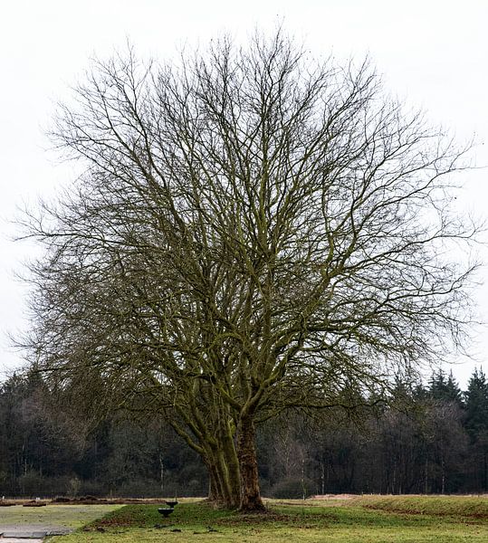 Nice big tree on Kamp Westerbork by Anuska Klaverdijk