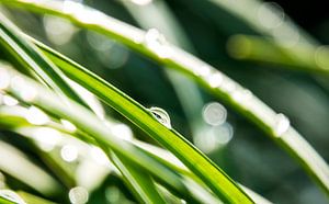 Regendruppels op grassprieten