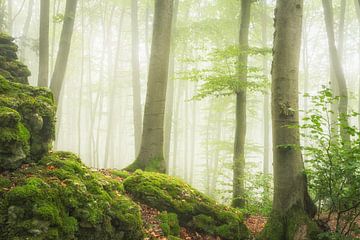Forêt de hêtres idyllique sur Tobias Luxberg