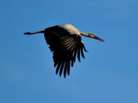 Storch im Flug