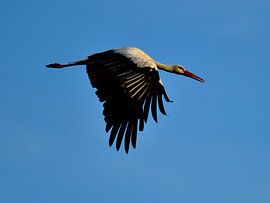 Storch im Flug von Frank van Kooten