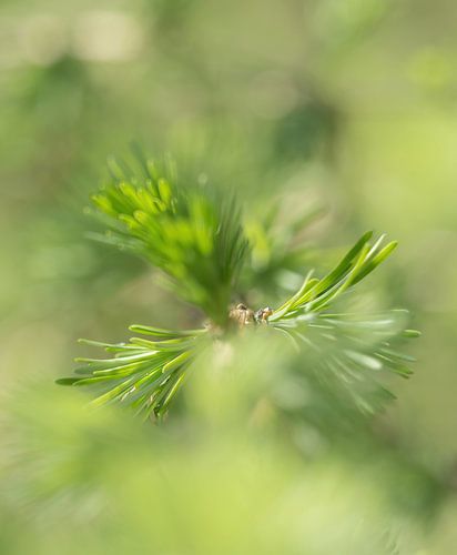 Close-up van een plant met gerichte waas in Jena