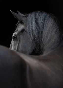 Equine Fine Art by Estelle Roelofs