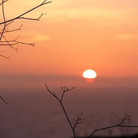 Branches at sunset by Judith van Wijk