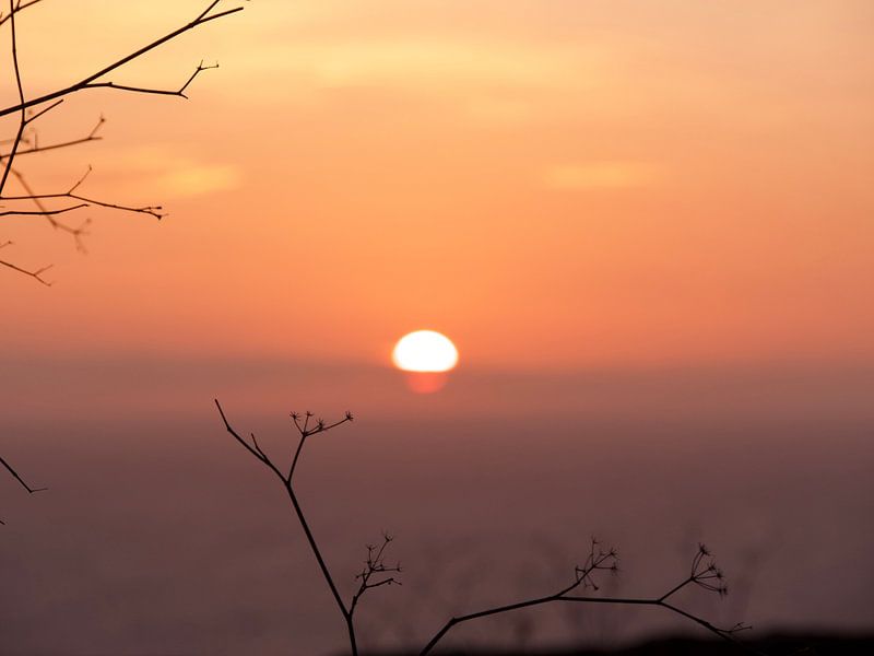 Branches at sunset by Judith van Wijk