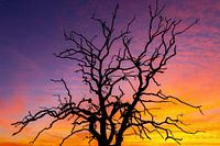 Sunset on the Veluwe