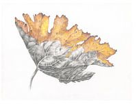 Botanische tekening Groot Hoefblad herfst