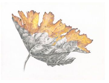 Botanische tekening Groot Hoefblad herfst van Alexandra de Steur