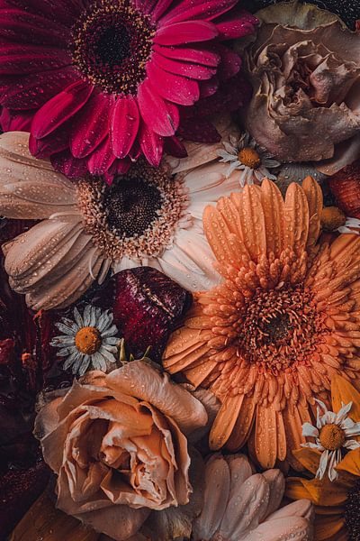 Stillleben Gerbera von Lisa Scheffler