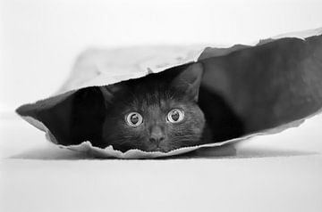 Katze in einer Tasche, Jeremy Holthuysen von 1x