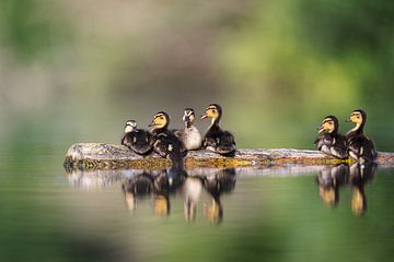 Jardin d'enfants des canards sur Olaf Karwisch