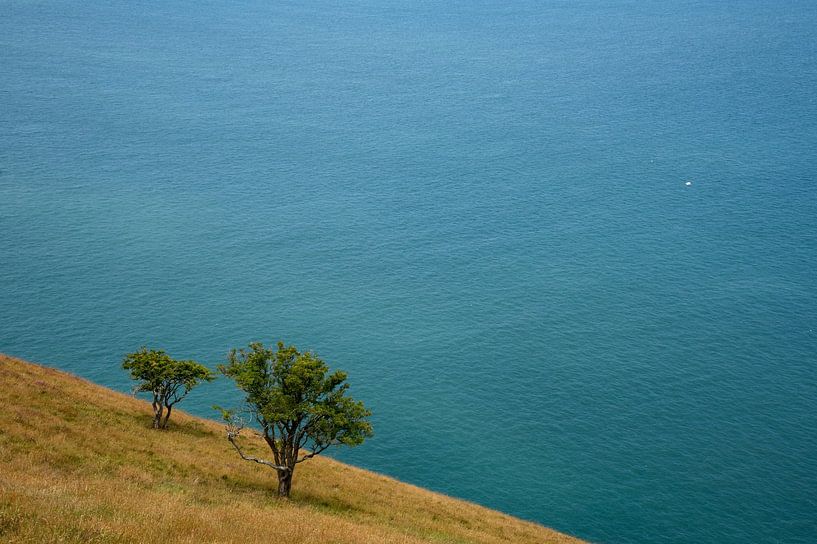Zwei kleine Bäume am Rande der Klippe von Theo Felten
