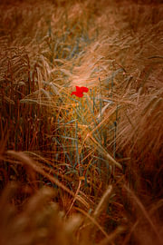 Un coquelicot solitaire dans un champ de blé en automne sur Harald Bader Photography