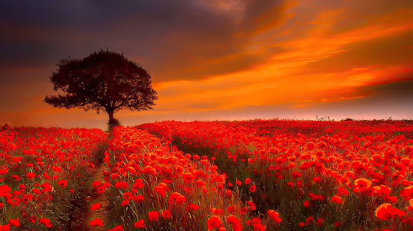 Path in the red light by Mare Lenz