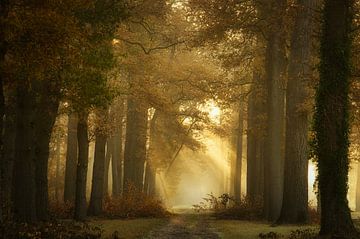 Forêt pour toujours, Ellen Borggreve sur 1x