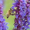 L'abeille sur la sauge sur Lex van Doorn
