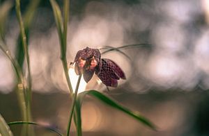 Blumen Teil 100