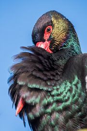 Black Stork by Danny Slijfer Natuurfotografie