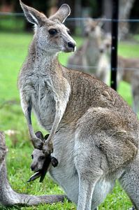 Mütterliche Zärtlichkeit in Australien